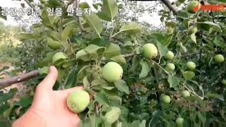 [사과재배]햇볕쪽으로 끄집어 내야한다