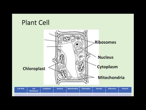 N5 Biology - 1.1 Cell Structure