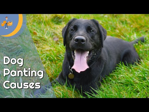Why is My dog Panting so Much - Top 9 Reasons - Dog Health Vet Advice