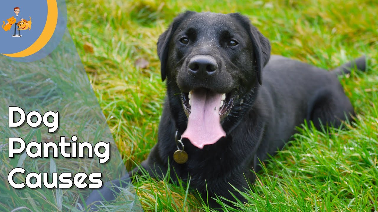 What does it mean if my dog keeps panting? Tipseri