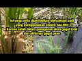 TANAM PADI SALIBU GAGAL PANEN 3 Faktor Penyebab Gagalnya Sistem Salibu Organicfertilizer