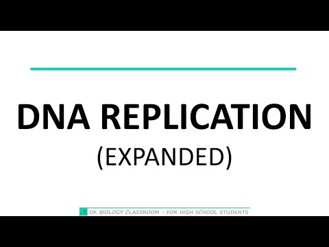 4.3.2 DNA Replication (expanded)