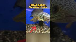 Download lagu GILA!!! CHANNA BARCA NYANGKUT KAIL PANCING #shorts mp3