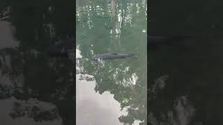 Download lagu Explore ikan dewa - Cigugur Kuningan mp3