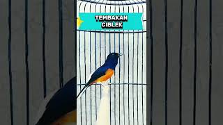 Download lagu Murai isian ciblek mp3