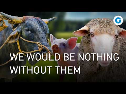 Animals That Changed History: From Farming to Fashion and Transportation | Extra Long Documentary