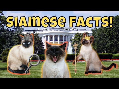 11 Fascinating Facts About Siamese Cats