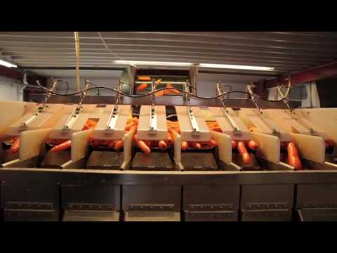 Gulrot - Fra jord til bord