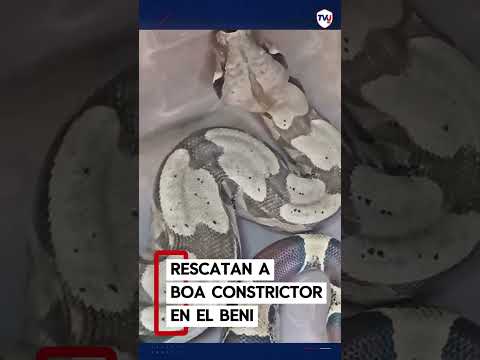 RESCATAN UNA BOA CONSTRICTOR EN BENI Y DESTACAN SU IMPORTANCIA ECOLÓGICA 🐍