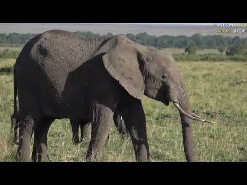 Oct 04, 2017  Sunset  Gentle herd of Ellies in the Mara with Jamie Paterson