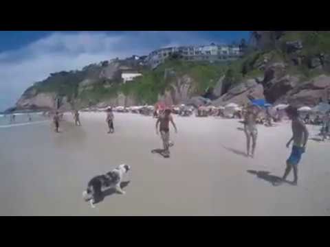 Dog Playing Holley ball on beach || Funny Video ||