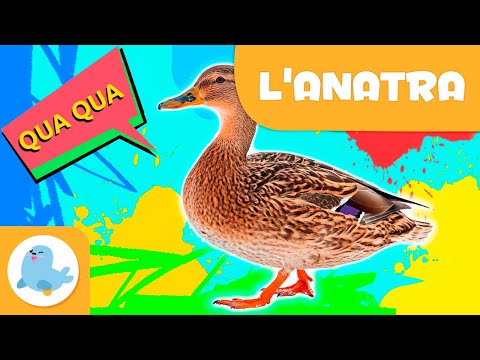 L'ANATRA 🦆 Animali per bambini 🏞️ Episodio 13