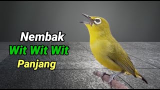 Download lagu Pleci Nembak Wit Wit Wit Panjang mp3