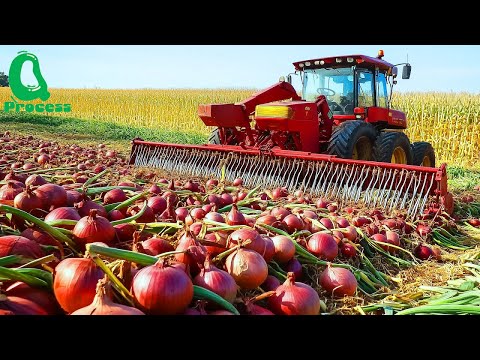 How U.S. Farmers Harvest 9.8 Billion Pounds of Onions – Mind Blowing Machinery in Action!