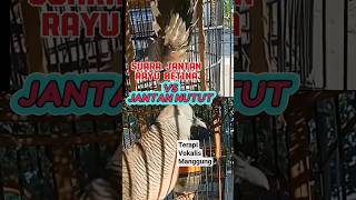 Download lagu suara perkutut rayu betina vs kutut jantan nutut bikin kutut suara jebol di rumah #platm #perkutut mp3