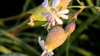 preview picture of video 'Prairie Wildflower Trail, Lake Wissota State Park - Chippewa Falls, Wisconsin'