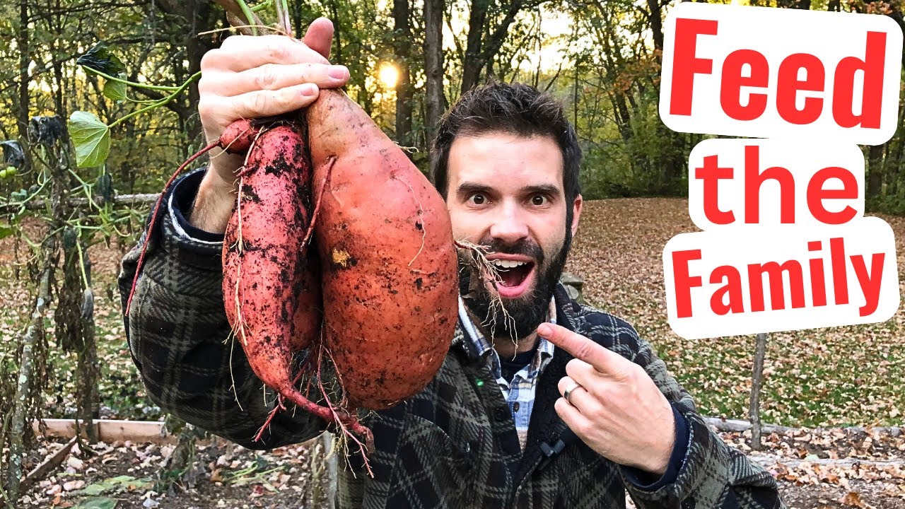 Growing Sweet Potatoes in a COLD CLIMATE - Fall Harvest