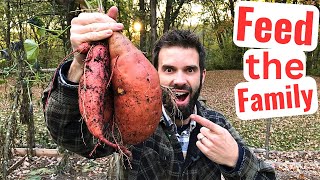 Growing Sweet Potatoes in a COLD CLIMATE - Fall Harvest