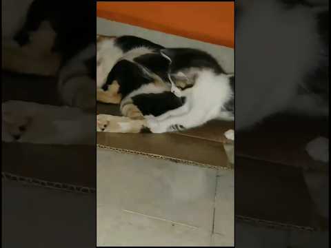 #ridafirdose #cat #kitten #chiru #catlover