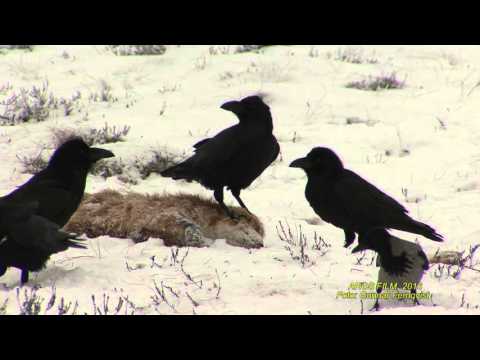 KORP  Common Raven  (Corvus corax)  Klipp - 1768