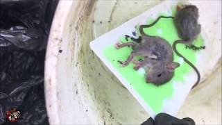 How to Humanely Remove an Animal from a Glue Trap