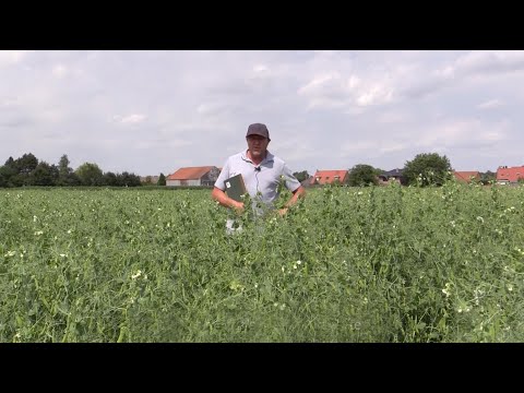 "The most important thing is to adapt the varieties to stress"