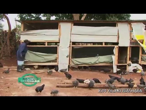 Kienyeji Chicken Business: Kilimo Biashara Kenya