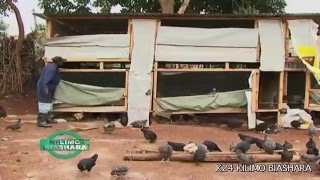 K24 Kilimo Biashara EPI 3 POULTRY FARMING