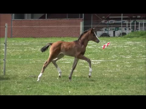 *2022 Stute von Bach - Fürsten-Look
