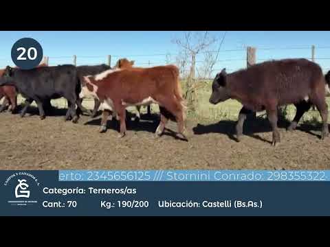 Lote M Y H - Castelli Bs As