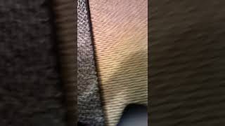 Trystan Dancing To Wande - I Gotta Live