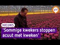 Glastuinders in de problemen door hoge gasprijzen