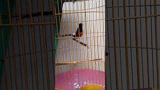 Download lagu murai batu medan hutan mental baja isian brinji tungir #muraibatu #masteranmuraibatu mp3