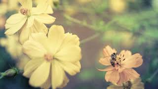 Cover art for microbial waltz