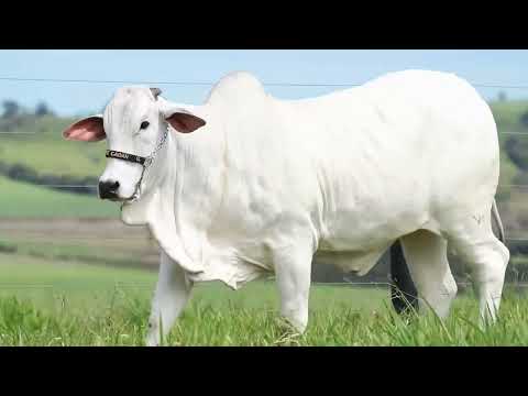 HERINGER KHALIFA FIV