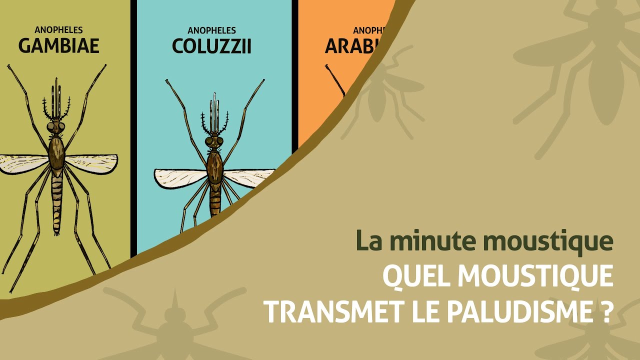 Quel moustique transmet le paludisme ? | La Minute Moustique