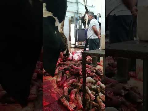 , title : 'Cow Slaughter 26 / How To Slaughter a Cow Kurban Kesimi #viral #keşfet #top #cow #butcher #kurban'
