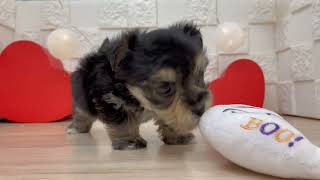 ハーフ犬の動画01