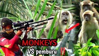 Download lagu Sadis ‼️usir dan tembak mati kera memasuki perkebunan petani//Berburu kera liar mp3 Download lagu Sadis ‼️usir dan tembak mati kera memasuki perkebunan petani//Berburu kera liar mp3