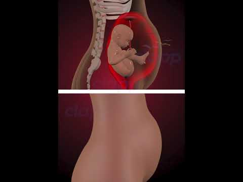 Amazing baby's moments inside the womb. (3D Animation)