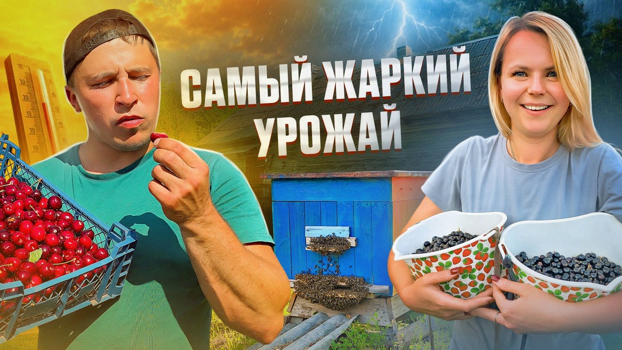 САМАЯ ЖАРКАЯ ЖИЗНЬ В ДЕРЕВНЕ И НА ХУТОРЕ | СБОР И ЗАГОТОВКА ЯГОД | ЧТО СЛУЧИЛО?