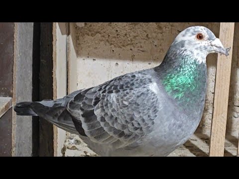 What about the market in Zgierz 🤔 Spring 🕊️🕊️🕊️😁🌞