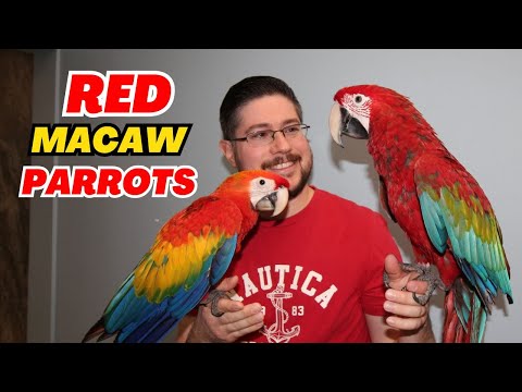 Scarlet vs Green Wing Macaw Parrots Differences, Similarities, Personality and Care