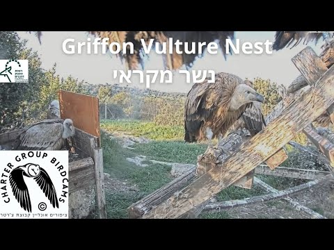 Griffon Vulture Nest Israel Cam