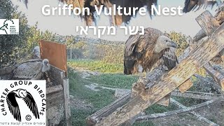 LIVE Griffon Vulture Nest Israel CAM|Israel Nat. and Parks Auth|The Charter Group of Wild. Eco