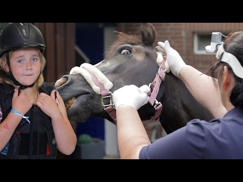 Kinderpony macht Probleme - Soraja steigt vorm Anhänger und lässt sich nicht auftrensen