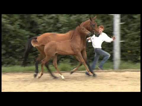 75. First Apple (Vivaldi x Partout)