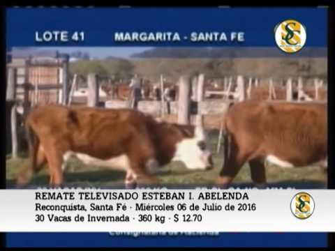 06-07-16 - VENTA DE VIENTRES - REMATE TELEVISADO ESTEBAN ABELENDA