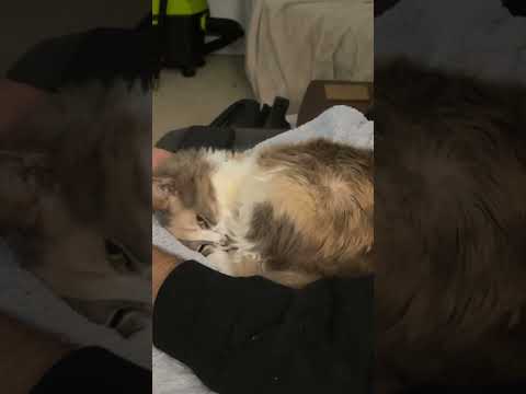 Jackie can sense a camera being used. #cat #cats #catlover #sleep #animals #pets #iphone #funny