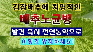 [텃밭농부 1,671]  김장배추에 치명적인 배추노균병을 천연농약으로 방제하는 방법. #배추재배 #김장배추 …